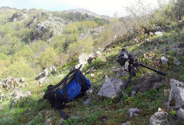 Ophrys crabronifera & Ophrys holosericea sp. � Monti Lucretili  (Roma).